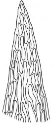 Camptochaete deflexa. Apex of branch leaf. Drawn from D. Glenny 89-466, CHR 527742.
 Image: R.C. Wagstaff © New Zealand Institute for Bioeconomy Science 2026 CC-BY 3.0 NZ